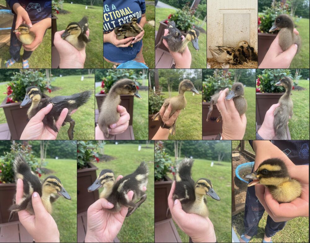 ducks june 26 2025 04